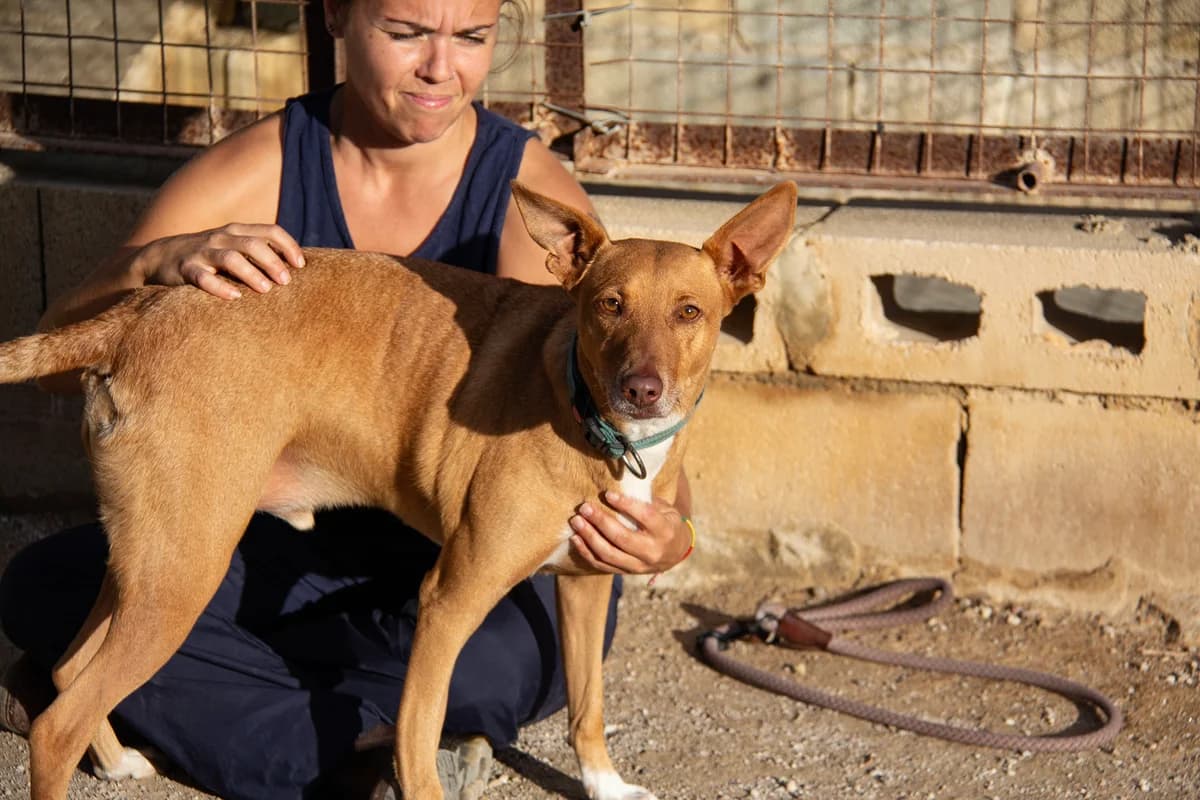Boy, male Podenco for adoption at Melampo, Melampo photo 2