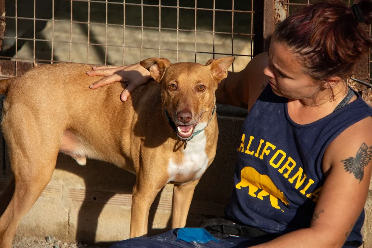 Boy, male Podenco for adoption at Melampo, Melampo photo 3