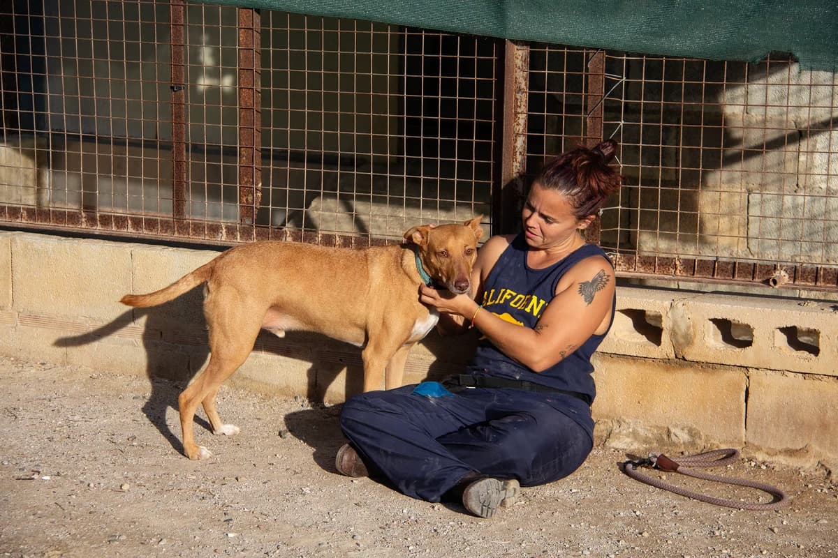 Boy, male Podenco for adoption at Melampo, Melampo photo 4