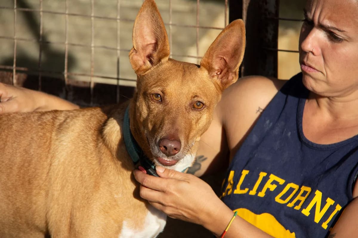 Boy, male Podenco for adoption at Melampo, Melampo photo 5