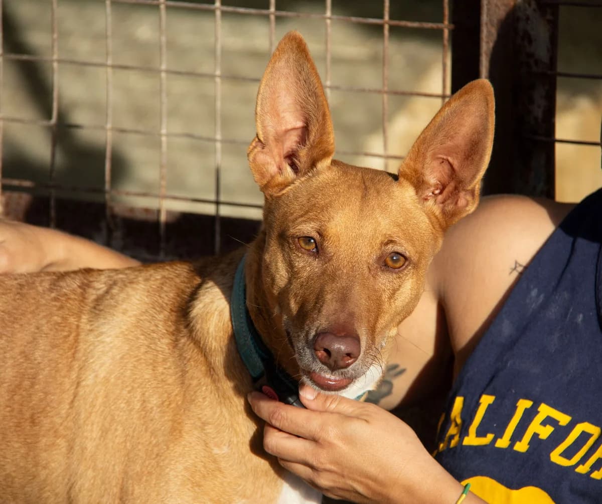 Boy, male Podenco for adoption at Melampo, Melampo photo 6