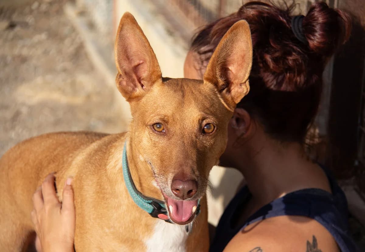Boy, male Podenco for adoption at Melampo, Melampo photo 7