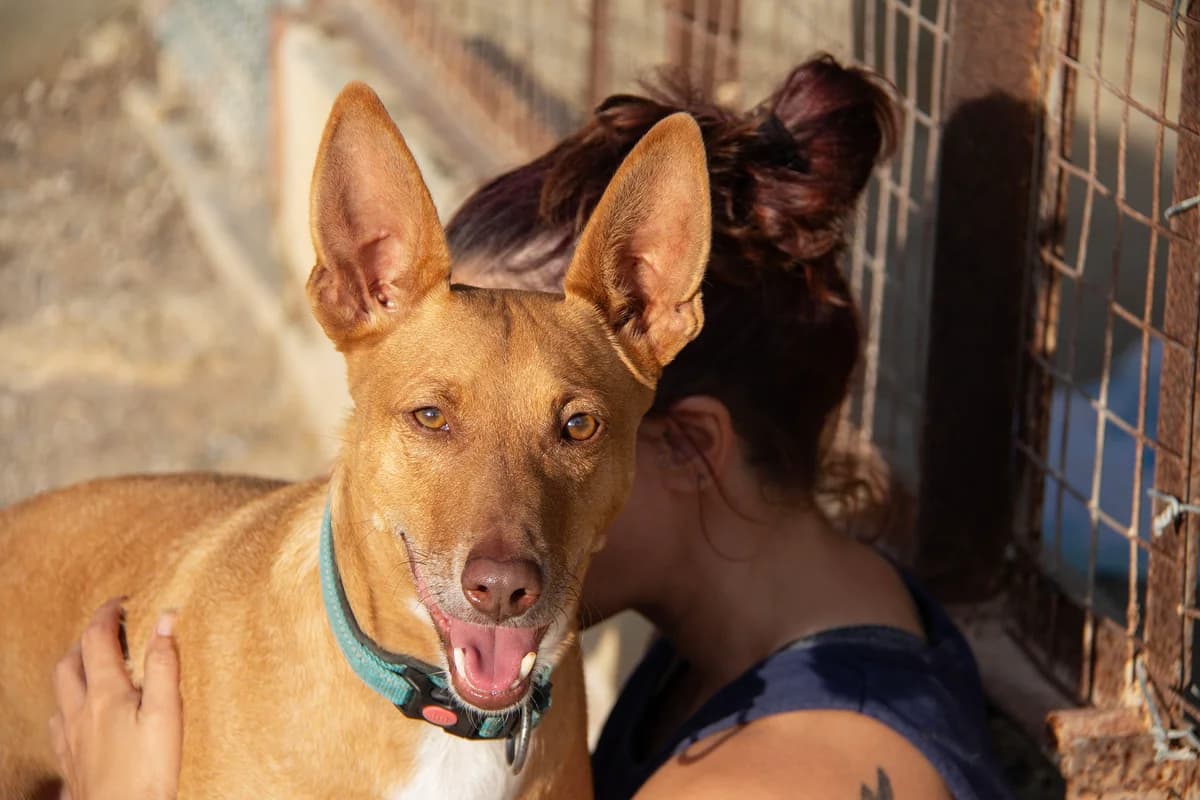 Boy, male Podenco for adoption at Melampo, Melampo photo 8