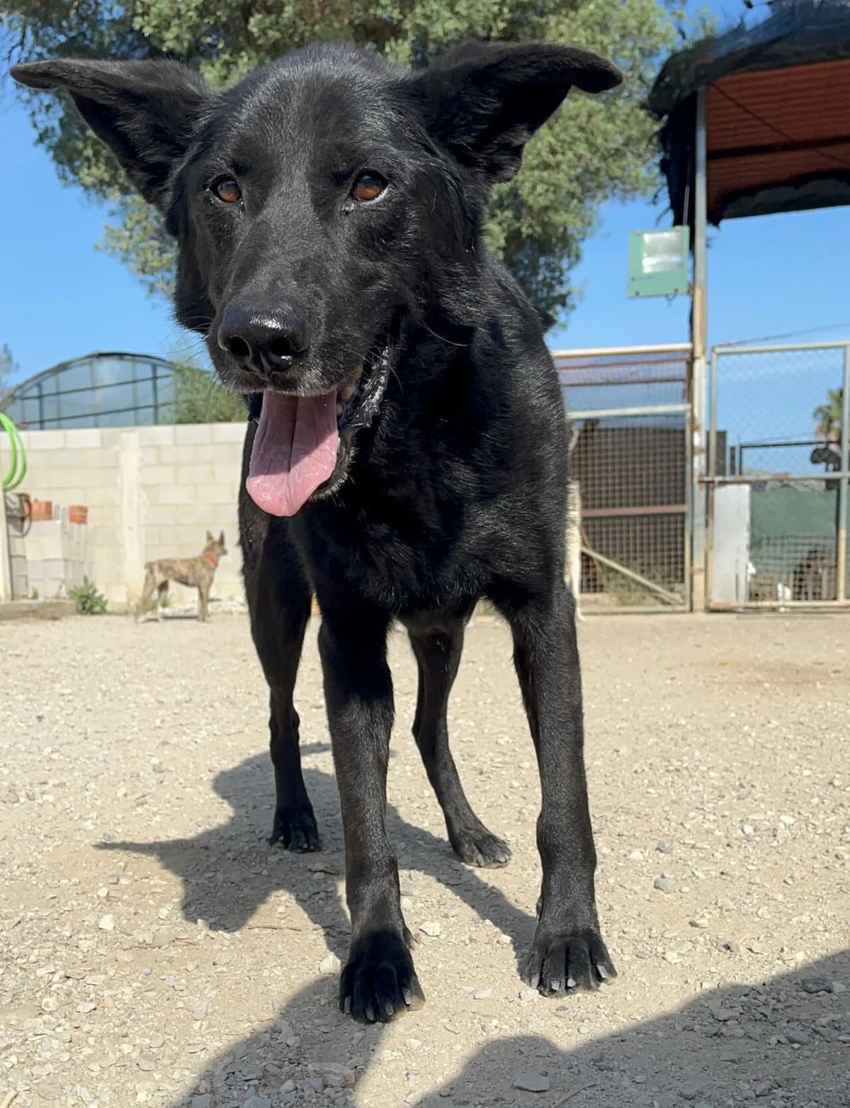 Brais, male mixed breed for adoption at Melampo, Melampo photo 2