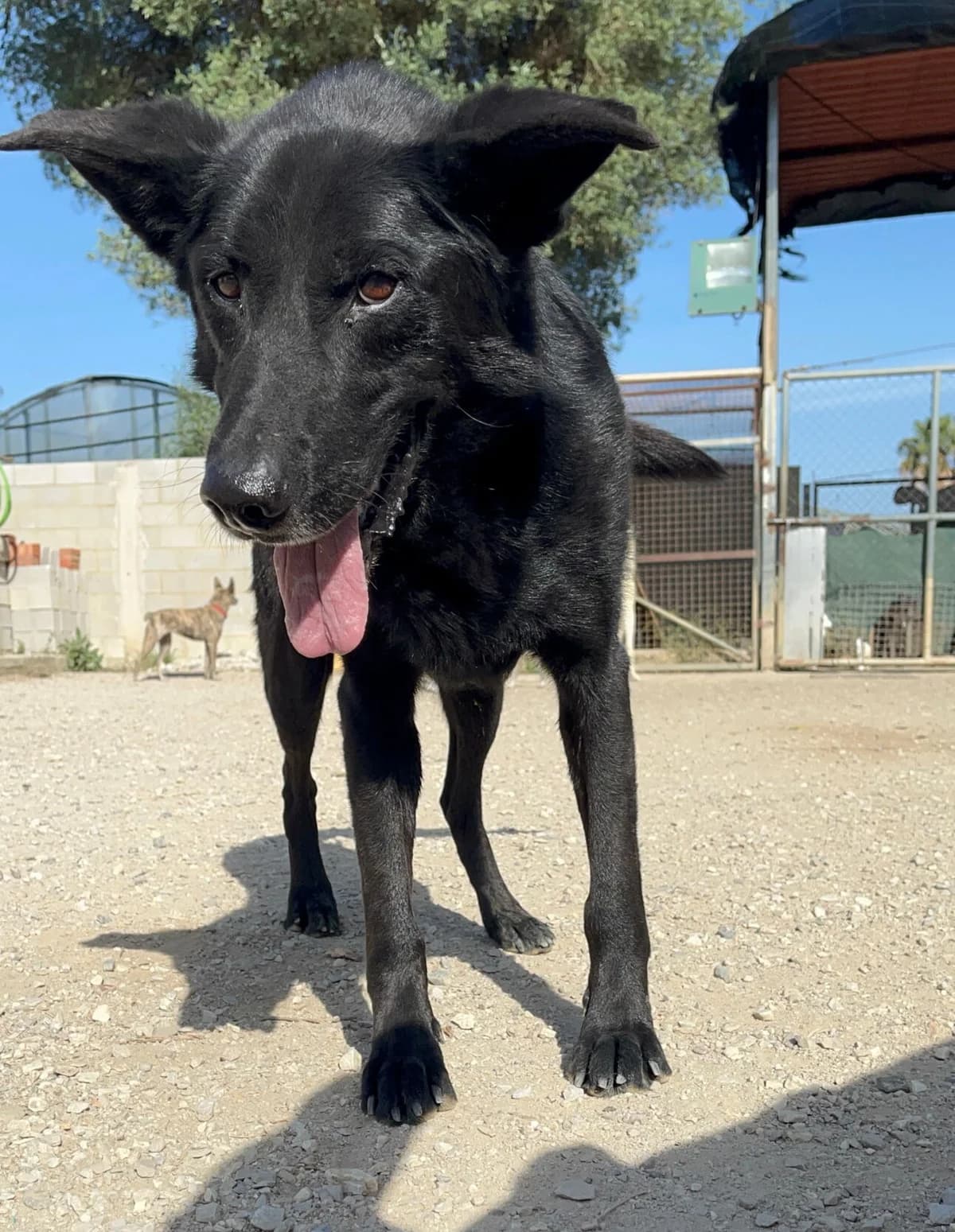 Brais, male mixed breed for adoption at Melampo, Melampo photo 3