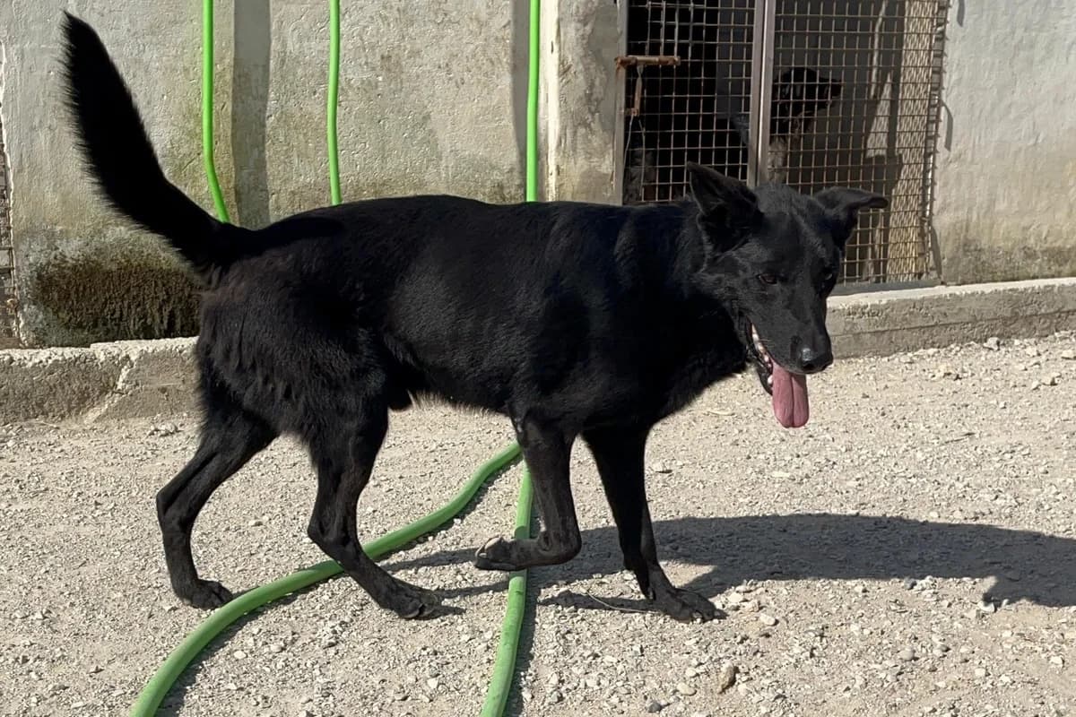 Brais, male mixed breed for adoption at Melampo, Melampo photo 4