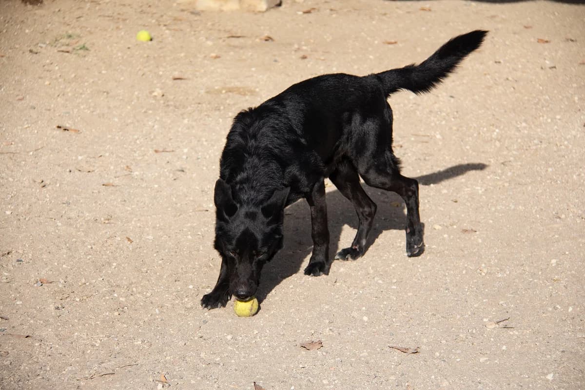 Brais, male mixed breed for adoption at Melampo, Melampo photo 5