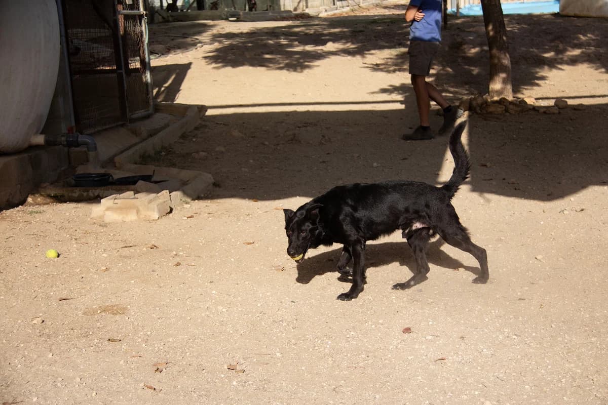 Brais, male mixed breed for adoption at Melampo, Melampo photo 6