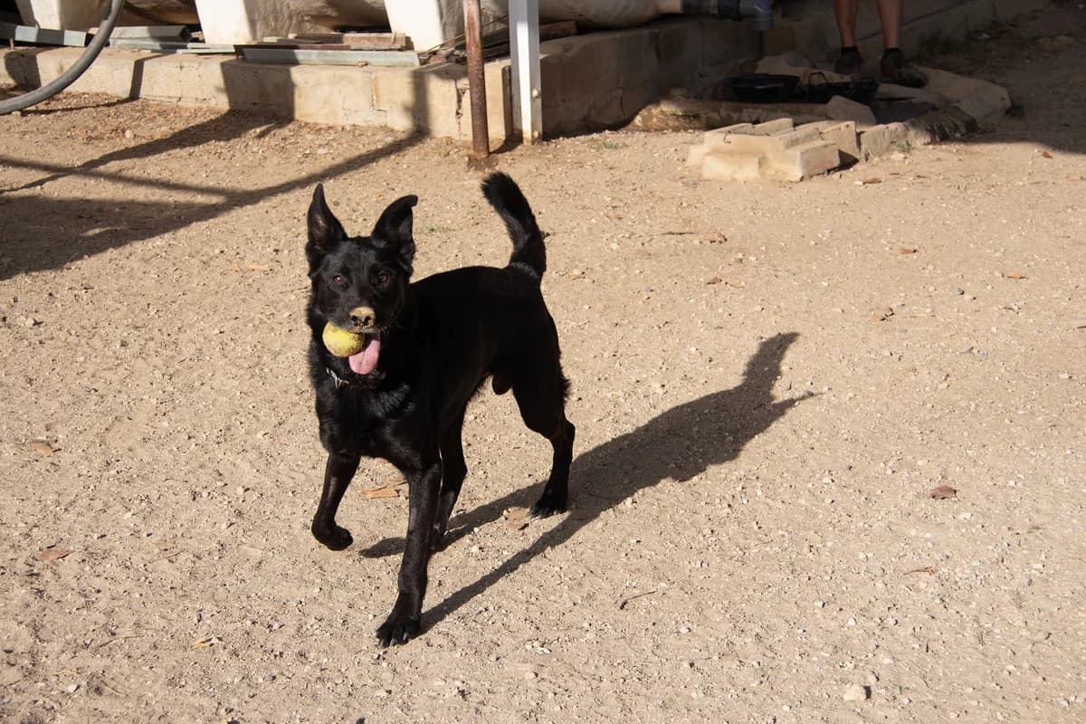 Brais, male mixed breed for adoption at Melampo, Melampo photo 8