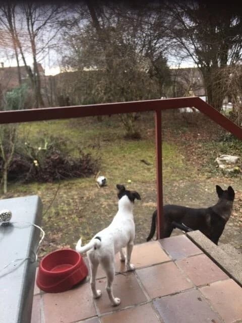 Brisca, female Podenco for adoption at Melampo, Melampo photo 3