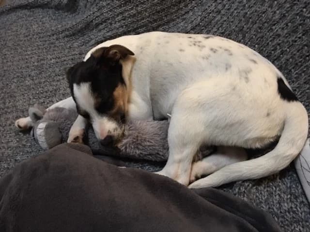 Brisca, female Podenco for adoption at Melampo, Melampo photo 4