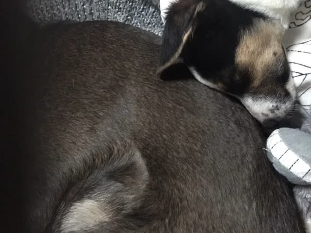 Brisca, female Podenco for adoption at Melampo, Melampo photo 5