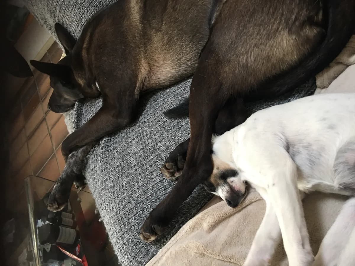 Brisca, female Podenco for adoption at Melampo, Melampo photo 6