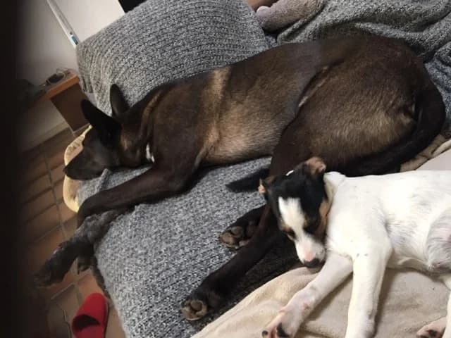 Brisca, female Podenco for adoption at Melampo, Melampo photo 8