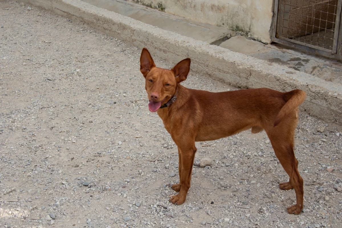 Brolo, male Podenco for adoption at Melampo, Melampo photo 3