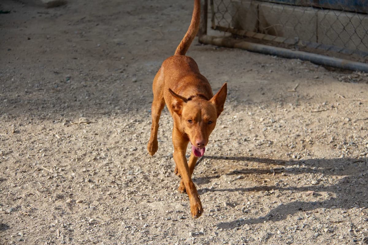Brolo, male Podenco for adoption at Melampo, Melampo photo 4