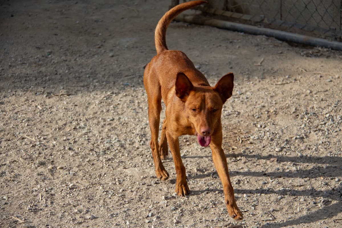 Brolo, male Podenco for adoption at Melampo, Melampo photo 5