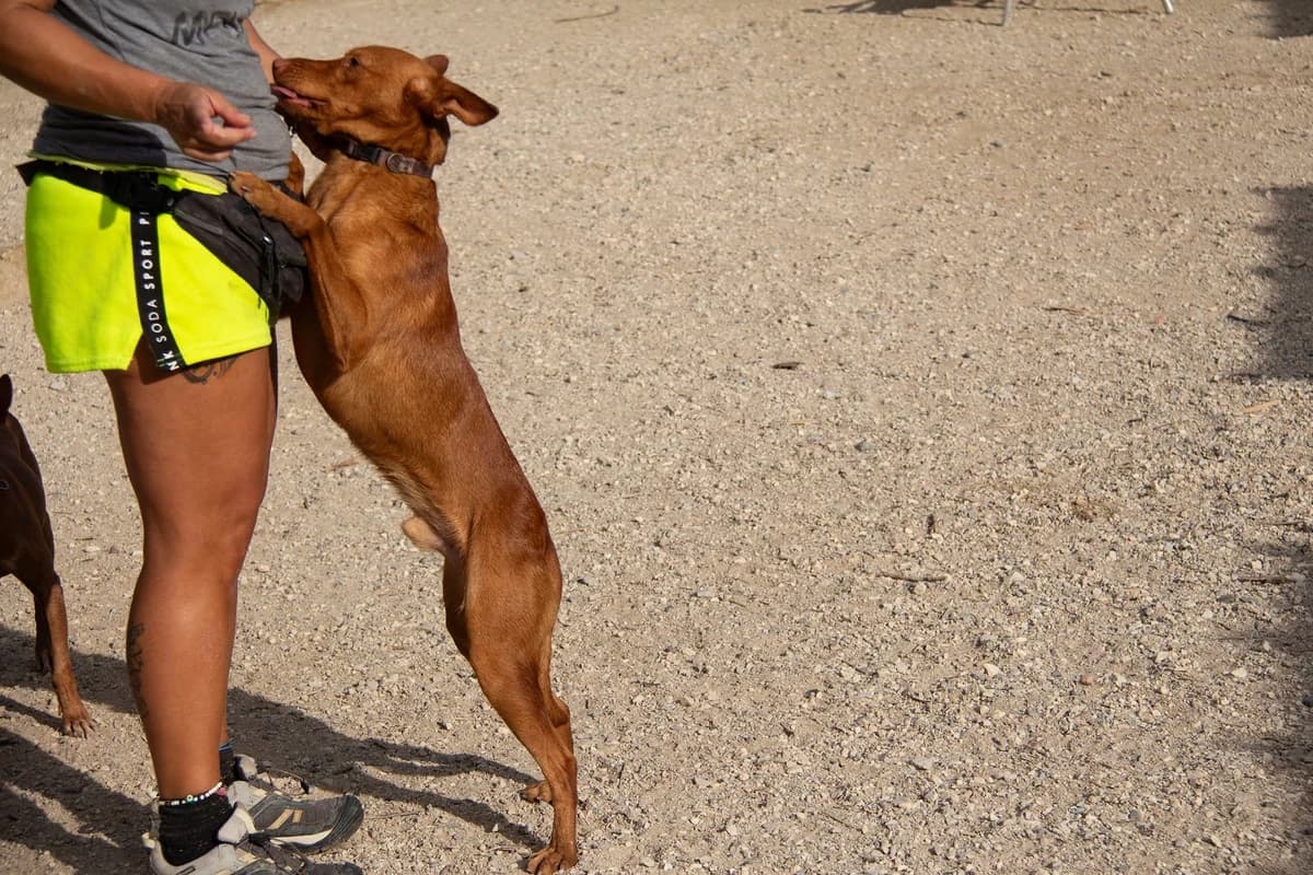 Brolo, male Podenco for adoption at Melampo, Melampo photo 6