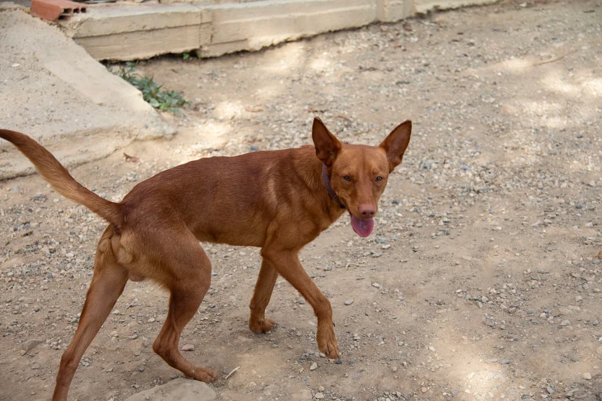 Brolo, male Podenco for adoption at Melampo, Melampo photo 7