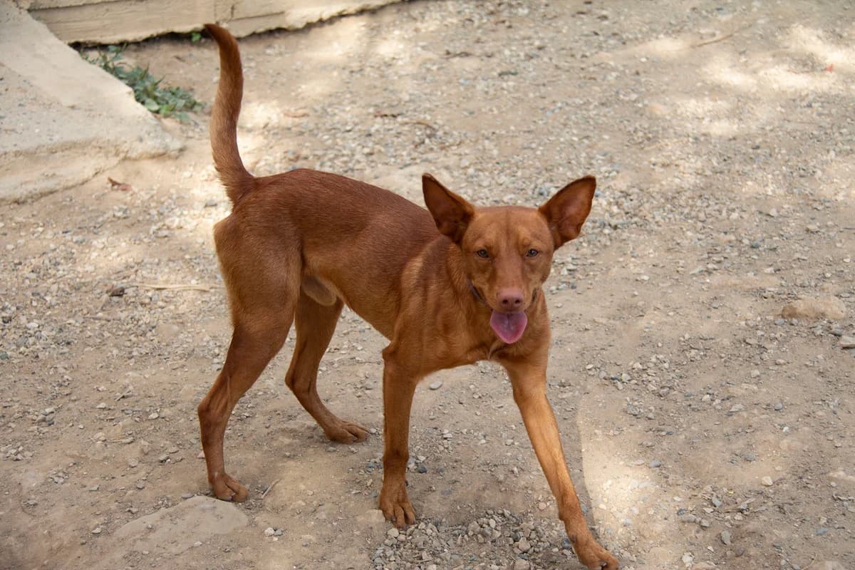 Brolo, male Podenco for adoption at Melampo, Melampo photo 8