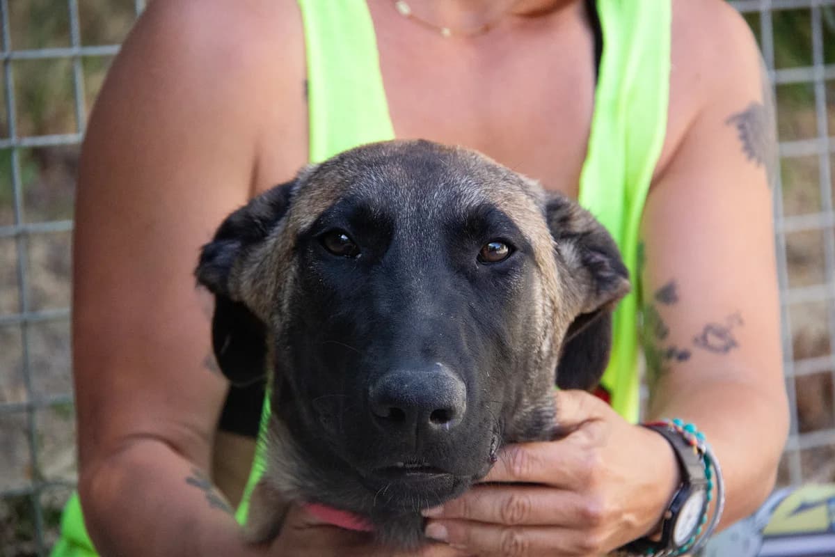 Calvin, male puppy Belgian Malinois for adoption at Melampo, Melampo