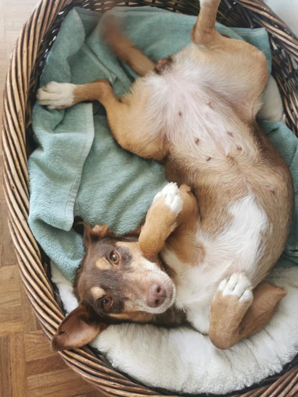 Ceniza, female Podenco for adoption at Melampo, Melampo photo 2