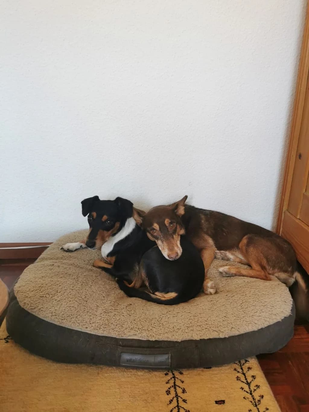 Ceniza, female Podenco for adoption at Melampo, Melampo photo 3