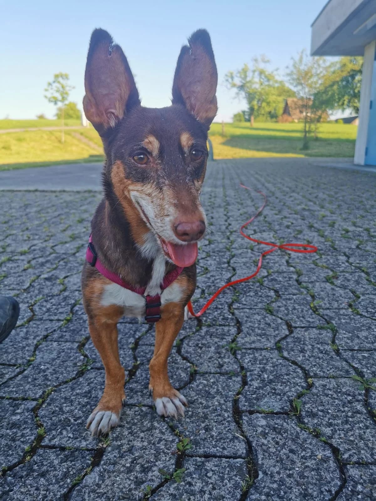 Ceniza, female Podenco for adoption at Melampo, Melampo photo 5
