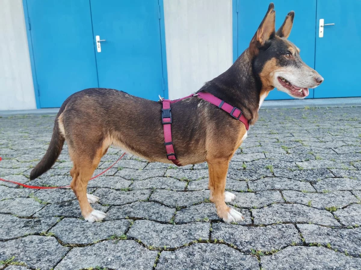 Ceniza, female Podenco for adoption at Melampo, Melampo photo 6