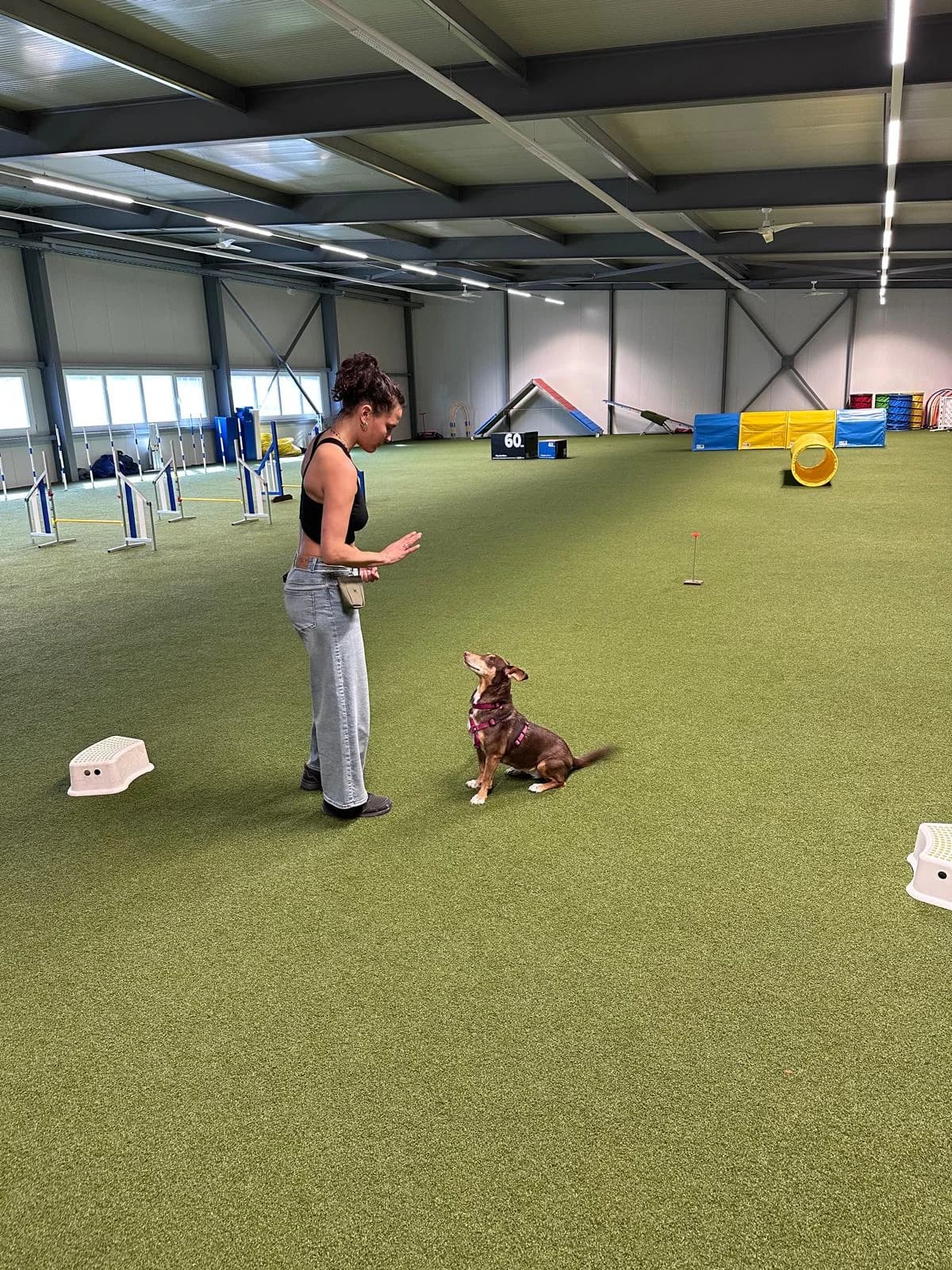 Ceniza, female Podenco for adoption at Melampo, Melampo photo 7