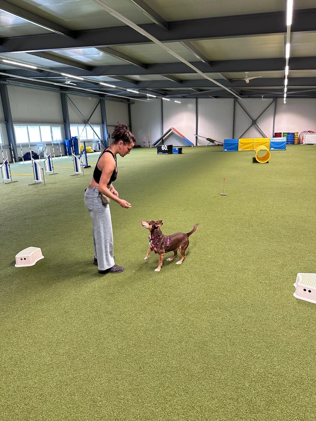 Ceniza, female Podenco for adoption at Melampo, Melampo photo 8