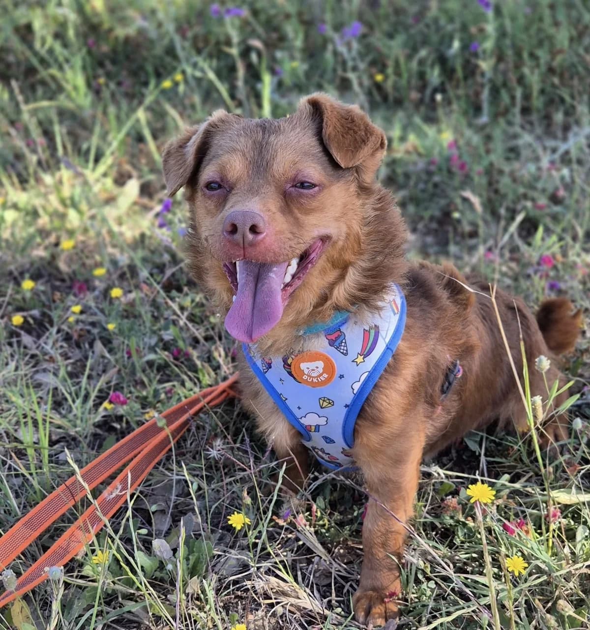 Cheeto, male 5yo Podenco for adoption at Melampo, Melampo