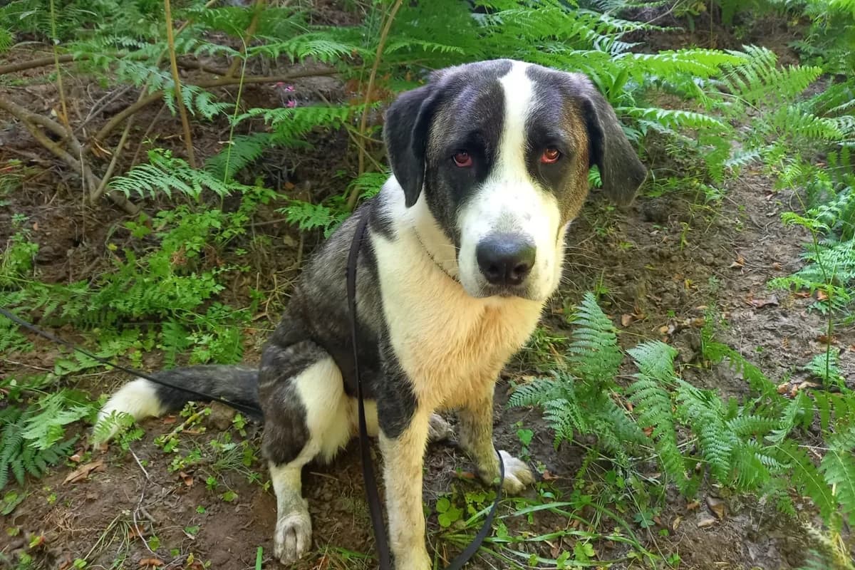 Cookie, female mixed breed for adoption at Melampo, Melampo photo 2