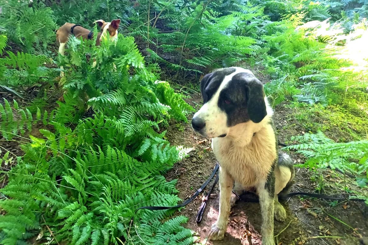 Cookie, female mixed breed for adoption at Melampo, Melampo photo 3