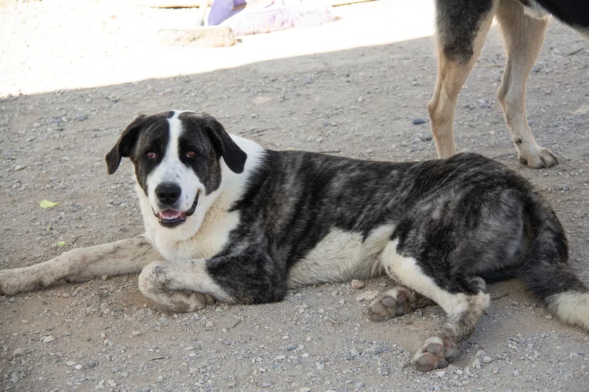 Cookie, female mixed breed for adoption at Melampo, Melampo photo 4