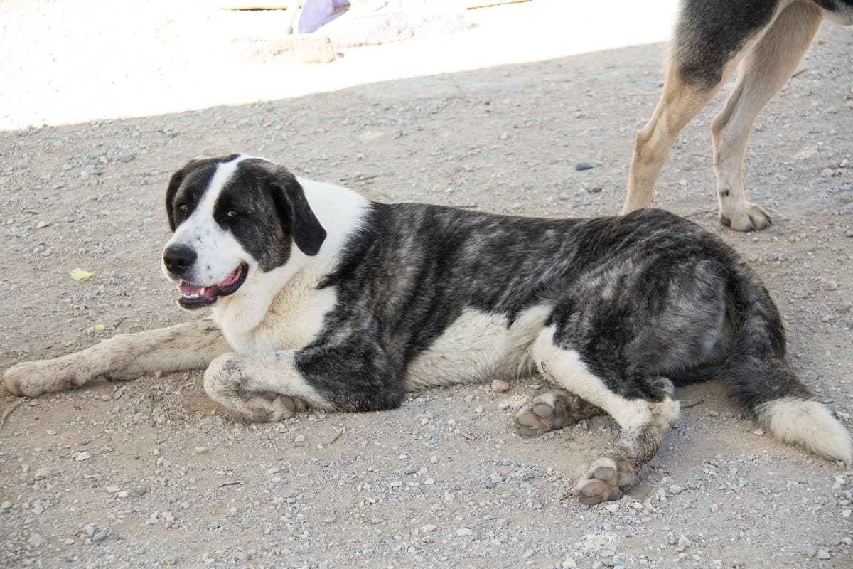 Cookie, female mixed breed for adoption at Melampo, Melampo photo 5