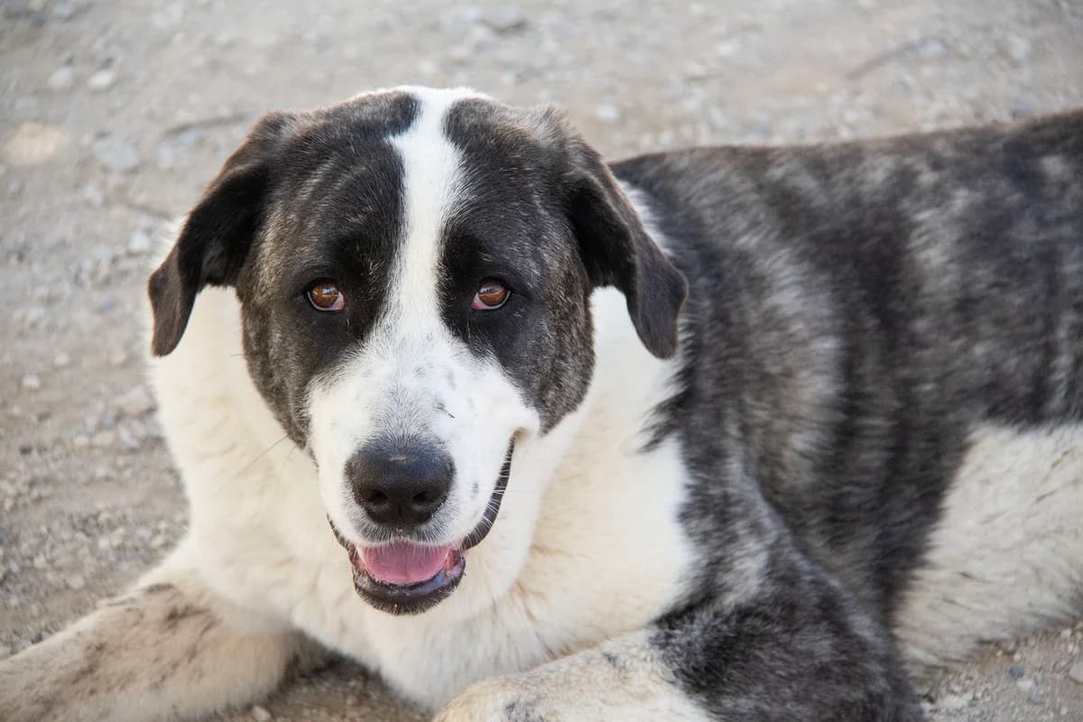 Cookie, female mixed breed for adoption at Melampo, Melampo photo 6