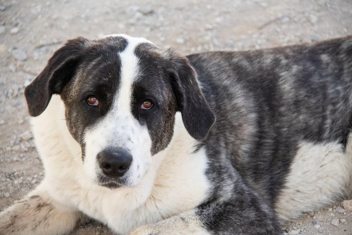 Cookie, female mixed breed for adoption at Melampo, Melampo photo 7