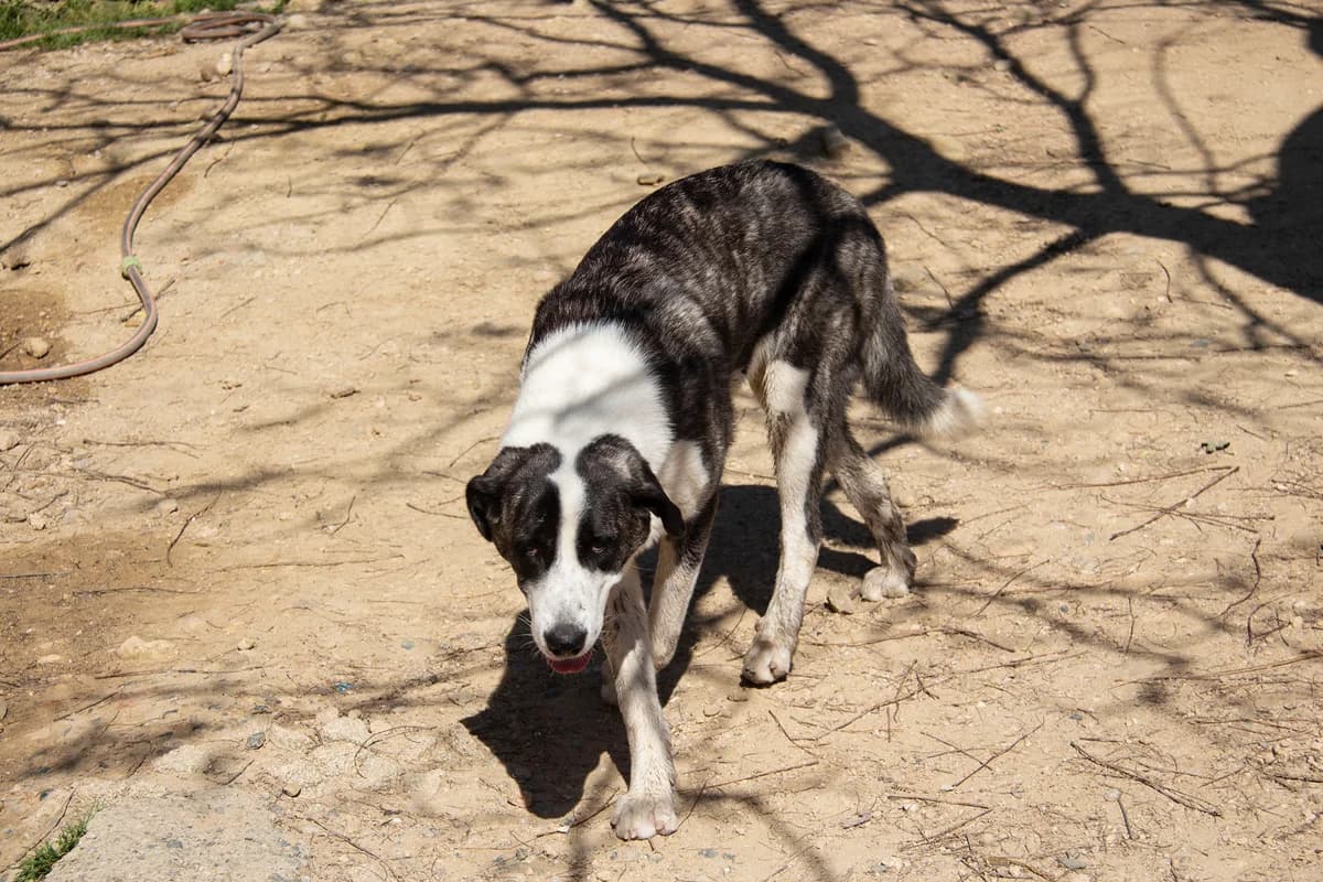 Cookie, female mixed breed for adoption at Melampo, Melampo photo 8