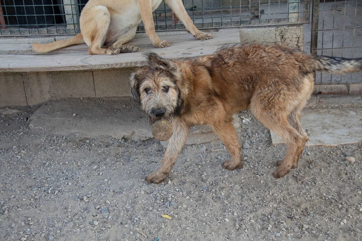 Corcho, male Belgian Malinois for adoption at Melampo, Melampo photo 4