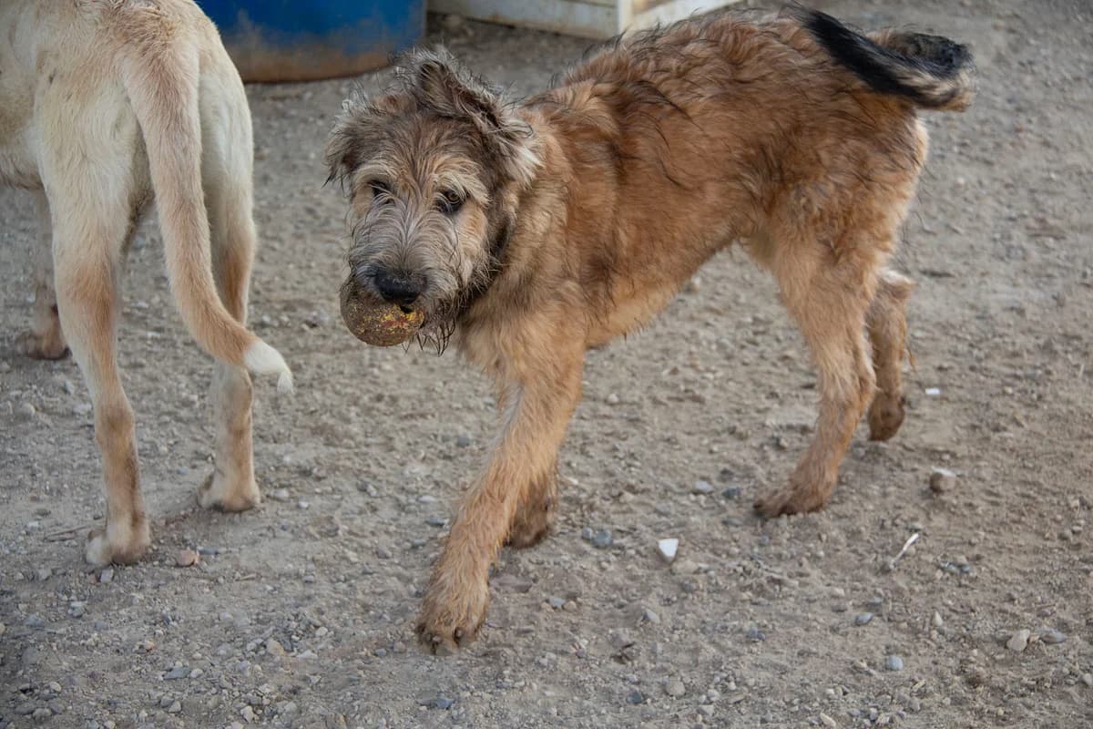 Corcho, male Belgian Malinois for adoption at Melampo, Melampo photo 5