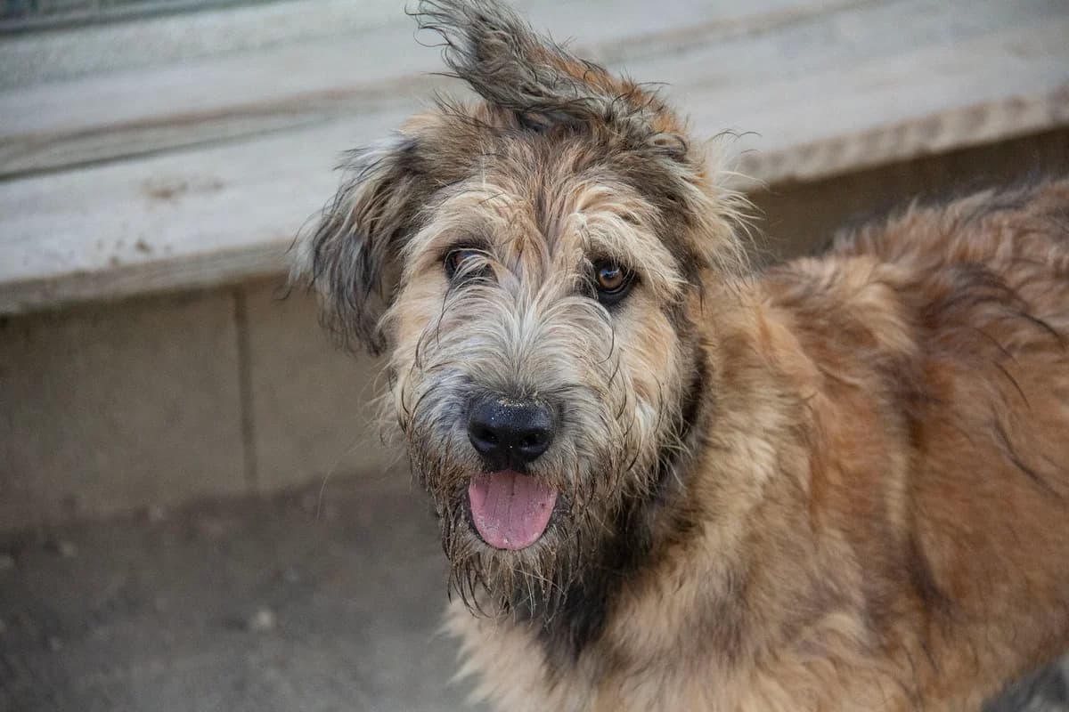 Corcho, male Belgian Malinois for adoption at Melampo, Melampo photo 7