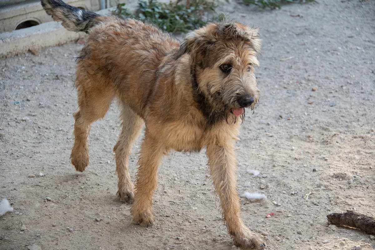 Corcho, male Belgian Malinois for adoption at Melampo, Melampo photo 8