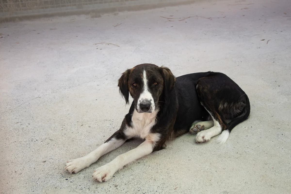 Cumbia, female 3yo Brittany Spaniel for adoption at Melampo, Melampo