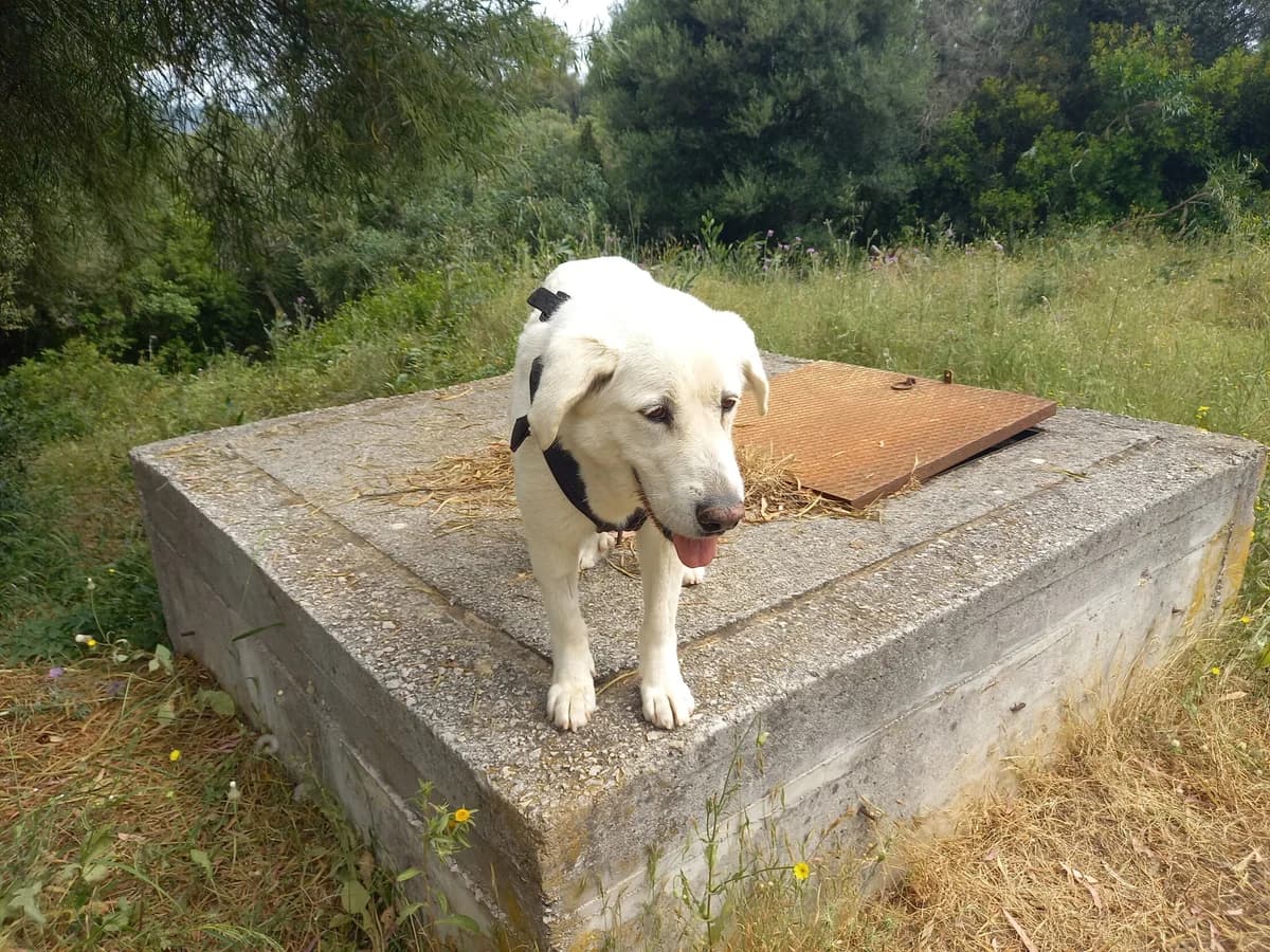 Dakota, female Golden Retriever for adoption at Melampo, Melampo photo 2