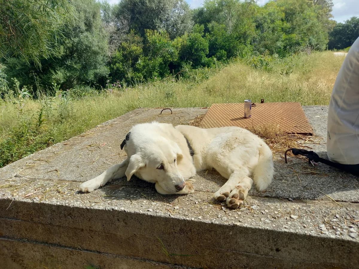 Dakota, female Golden Retriever for adoption at Melampo, Melampo photo 3