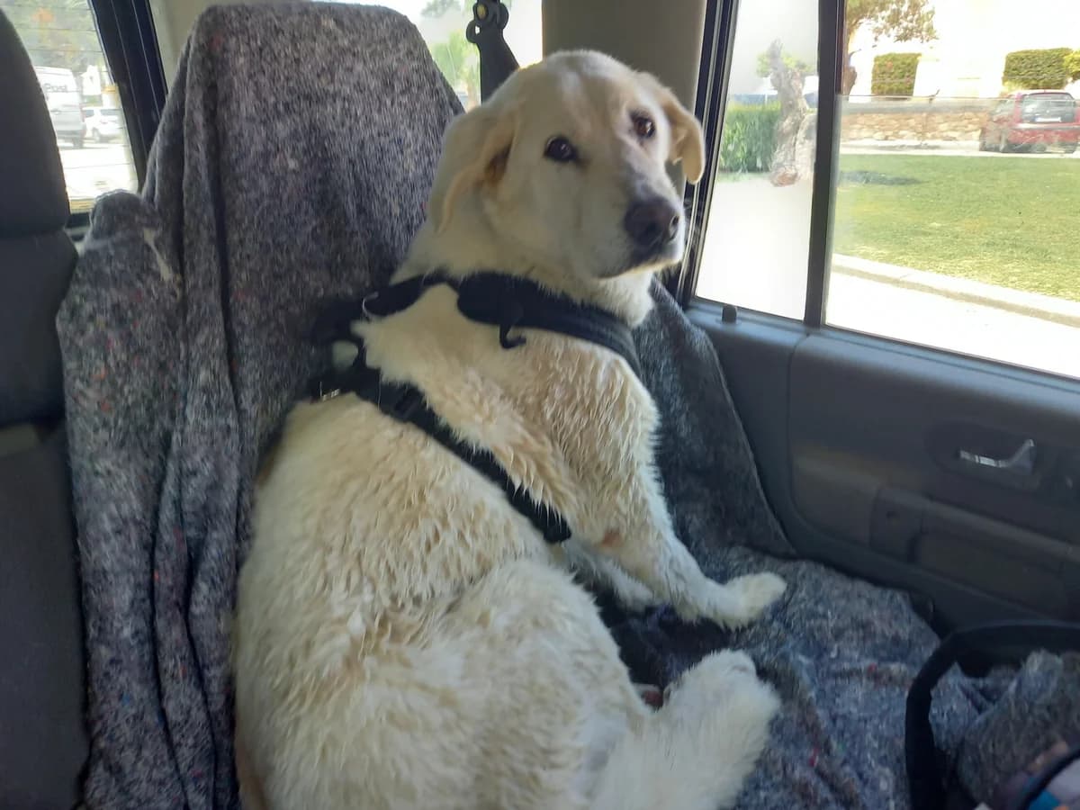 Dakota, female Golden Retriever for adoption at Melampo, Melampo photo 4