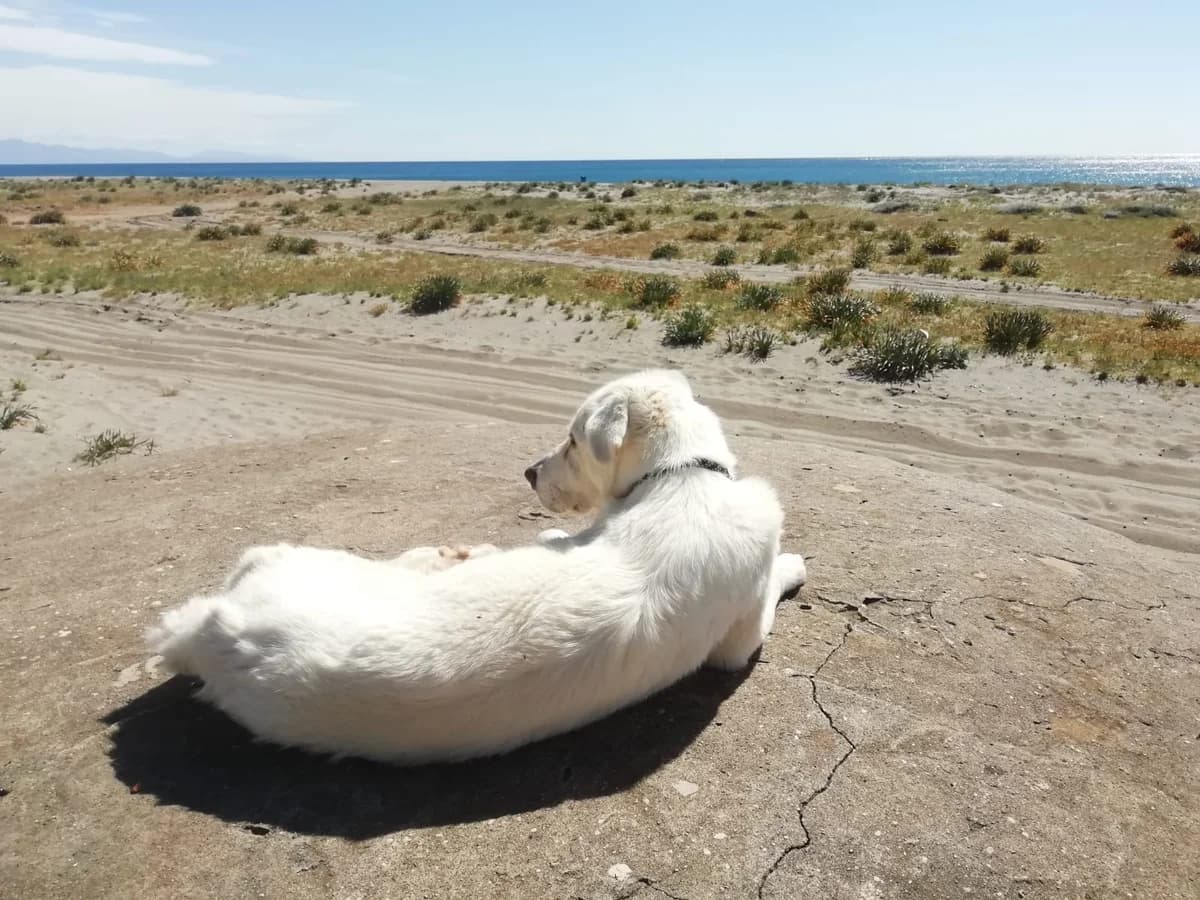 Dakota, female Golden Retriever for adoption at Melampo, Melampo photo 5