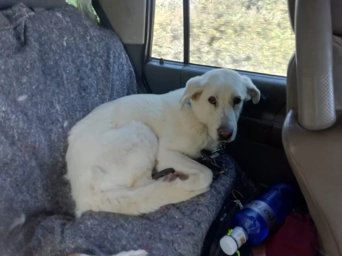 Dakota, female Golden Retriever for adoption at Melampo, Melampo photo 6