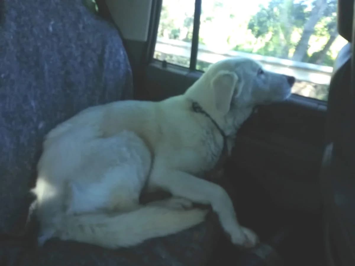 Dakota, female Golden Retriever for adoption at Melampo, Melampo photo 7